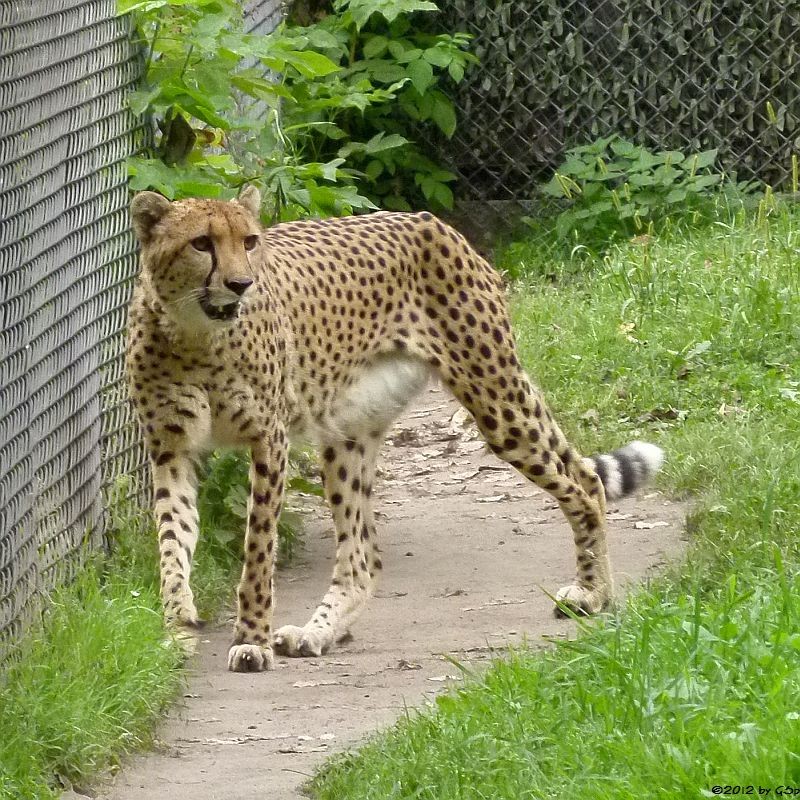 Gepard