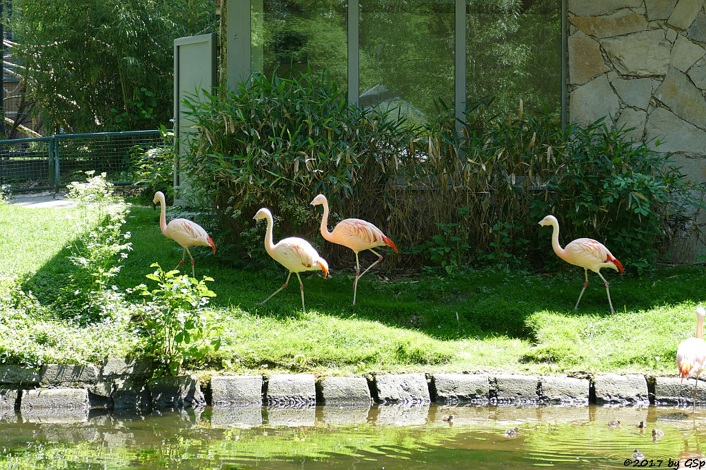 Chileflamingo (Chilenischer Flamingo)