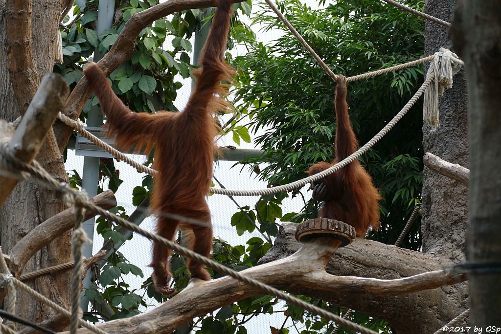 Sumatra-Orang-Utan