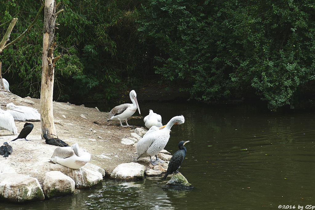 Krauskopfpelikan, Kormoran