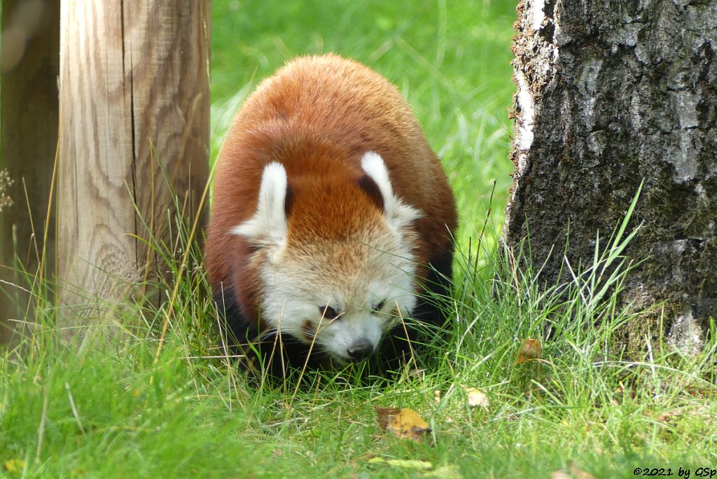 Westlicher Kleiner Panda (Westlicher Katzenbär, Nepalesischer Roter Panda)