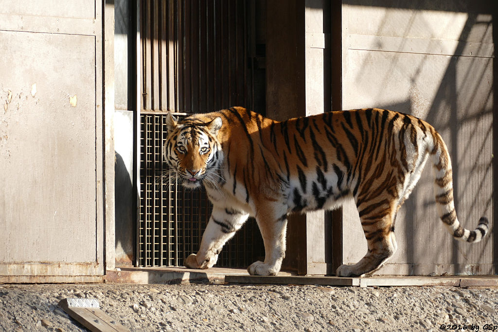 Sibirische Tigerin HANYA