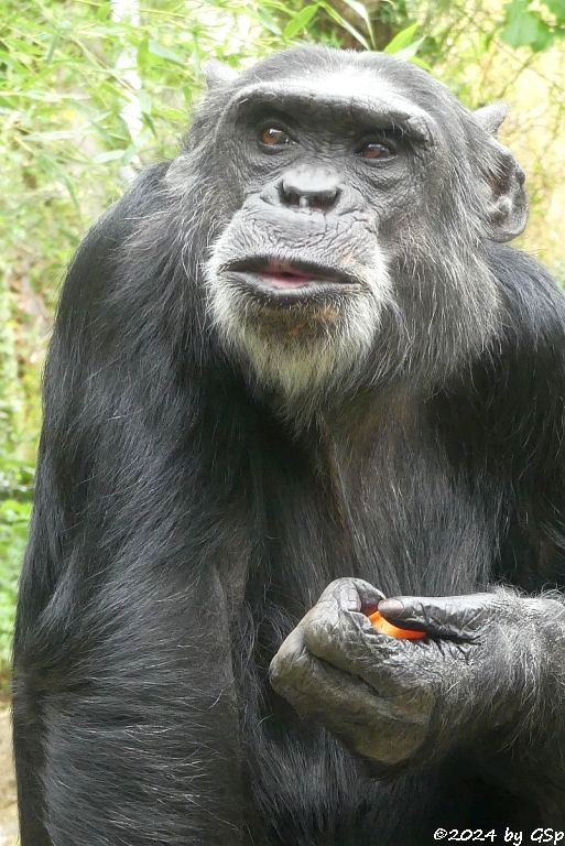Zoo Halle: Schimpanse