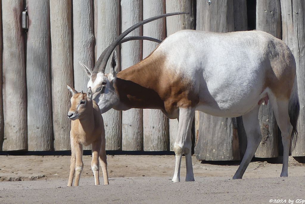 Säbelantilope