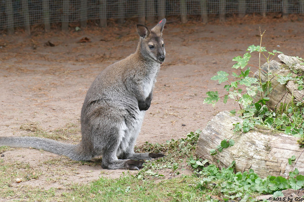 Bennettkänguru (Rotnackenwallaby)