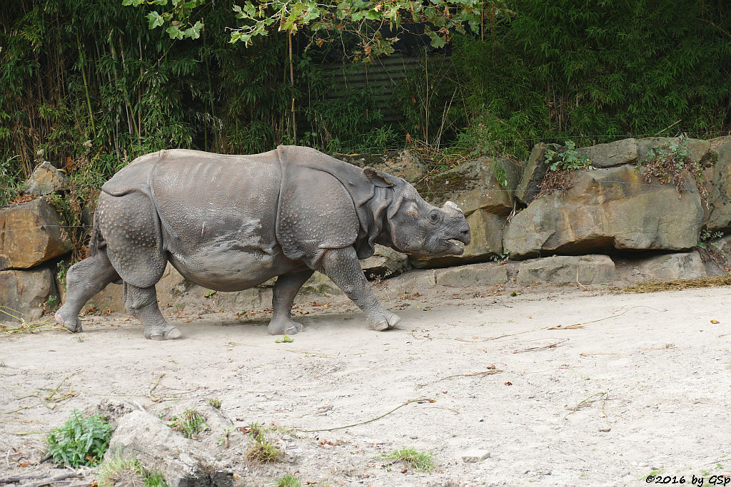 Panzernashorn