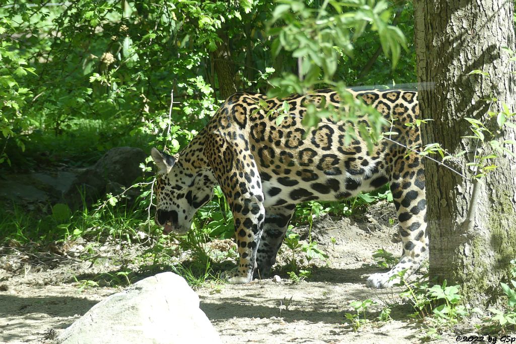 Jaguar