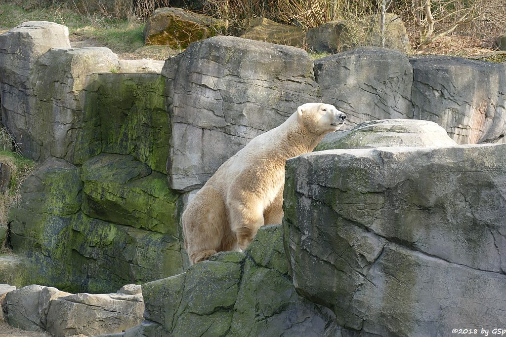 Eisbär (Polarbär)