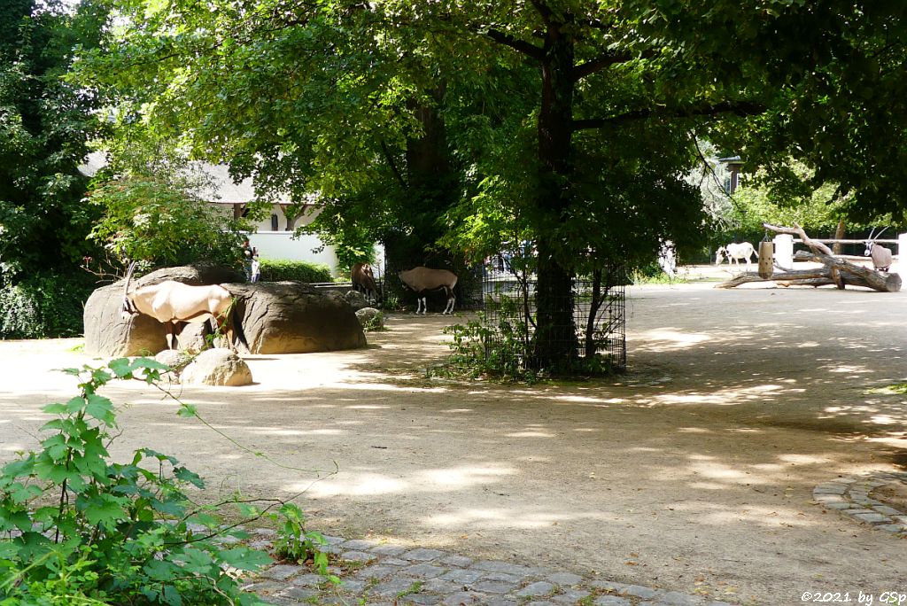 Südliche Oryx (Südafrikanischer Spießbock, Südafrikanische Oryx)