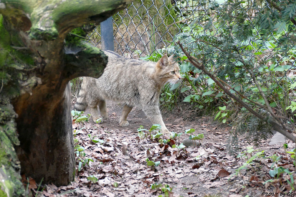 Europäische Wildkatze