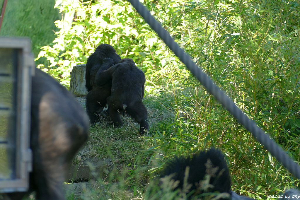 Westlicher Flachlandgorilla