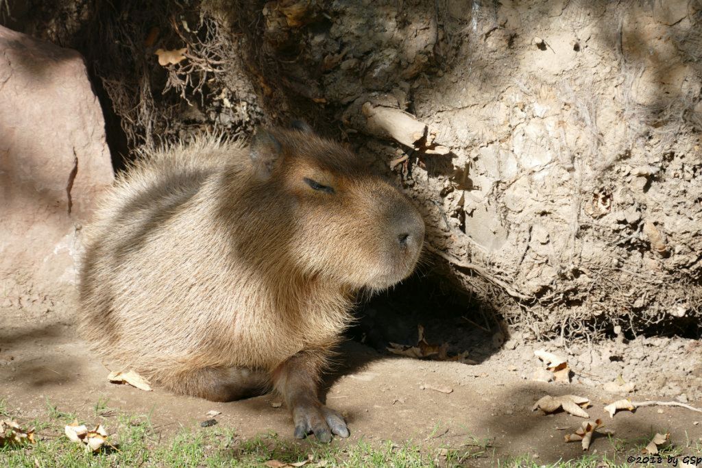 Wasserschwein (Capybara)