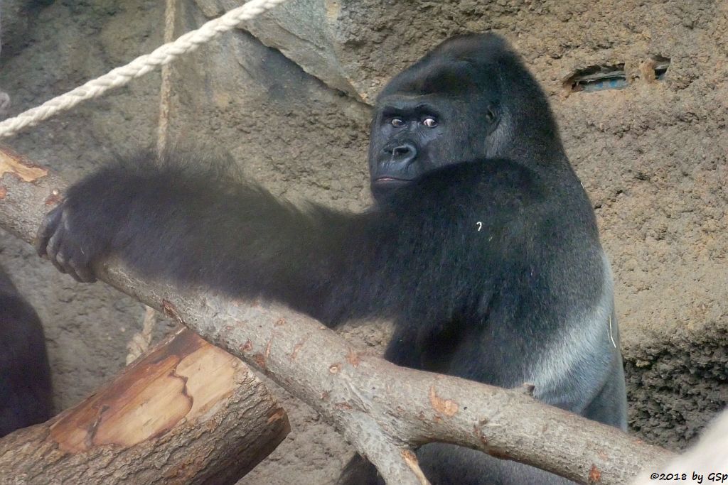 Flachlandgorilla VIATU