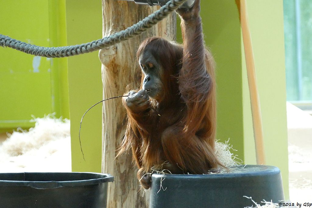 Sumatra-Orang-Utan