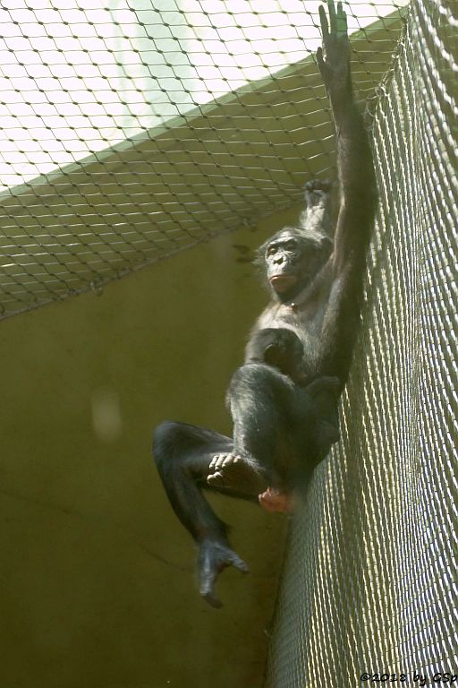 Bonobo (Zwergschimpanse)