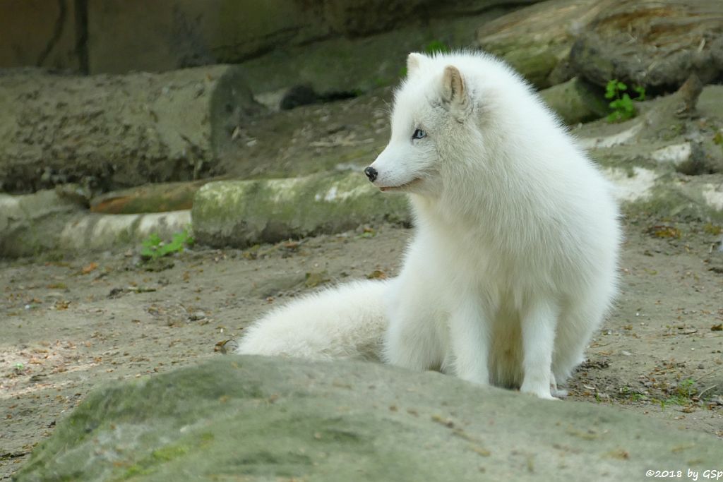 Polarfuchs (Eisfuchs)