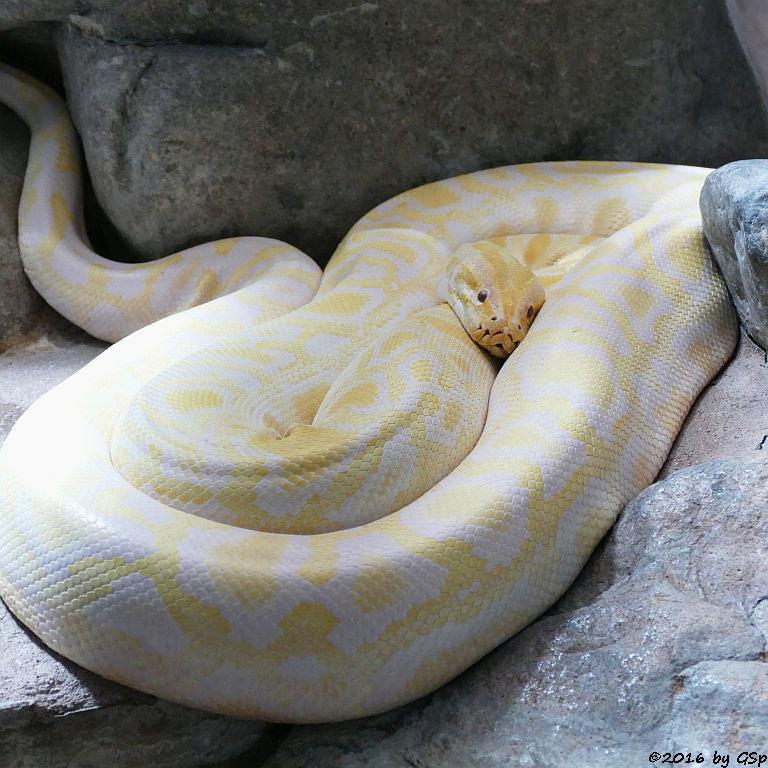 Amelanotische Form des Dunklen Tigerpythons