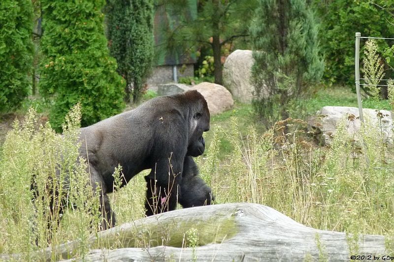 Flachlandgorilla