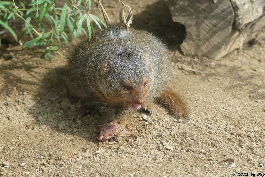 Ostafrikanische Zwergmanguste (Östlicher Zwergmungo)