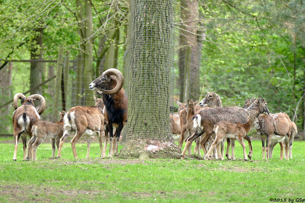 Europäisches Mufflon