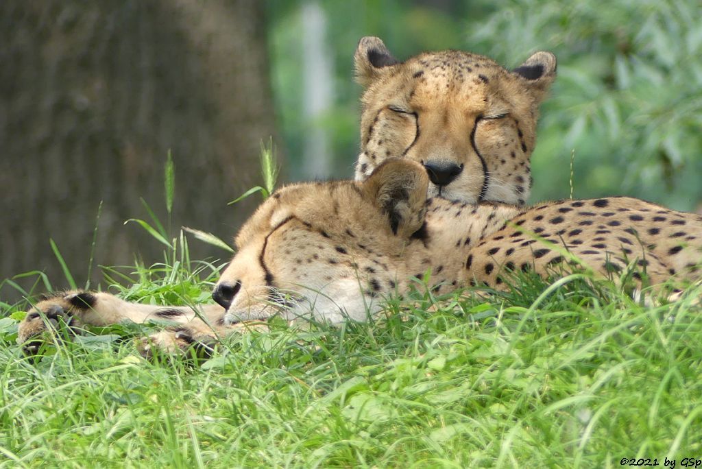 Südafrikanischer Gepard