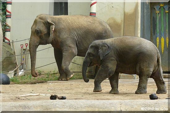 Asiatischer Elefant, Jungtier geb. am 17.5.09