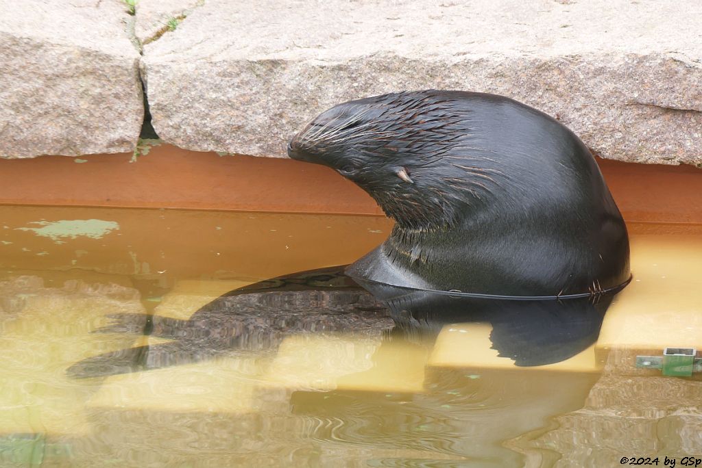 Zoo Halle: Südamerika-Seebär (Südamerikanischer Seebär)
