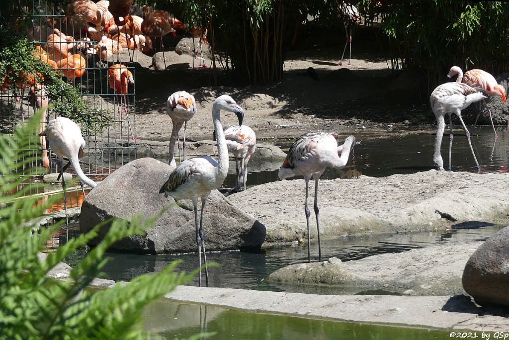Kubaflamingo (Karibischer Flamingo, Roter  Flamingo), Chileflamingo (Chilenischer Flamingo.)
