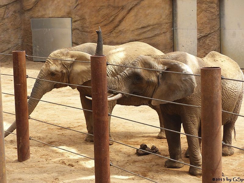 23.07.13 ARUBA und ZIMBA