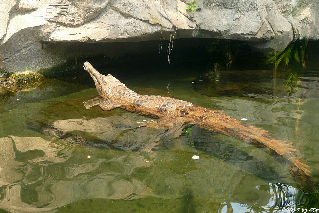 Sunda-Gavial