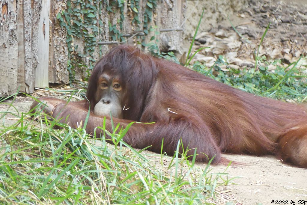 Borneo-Orang-Utan