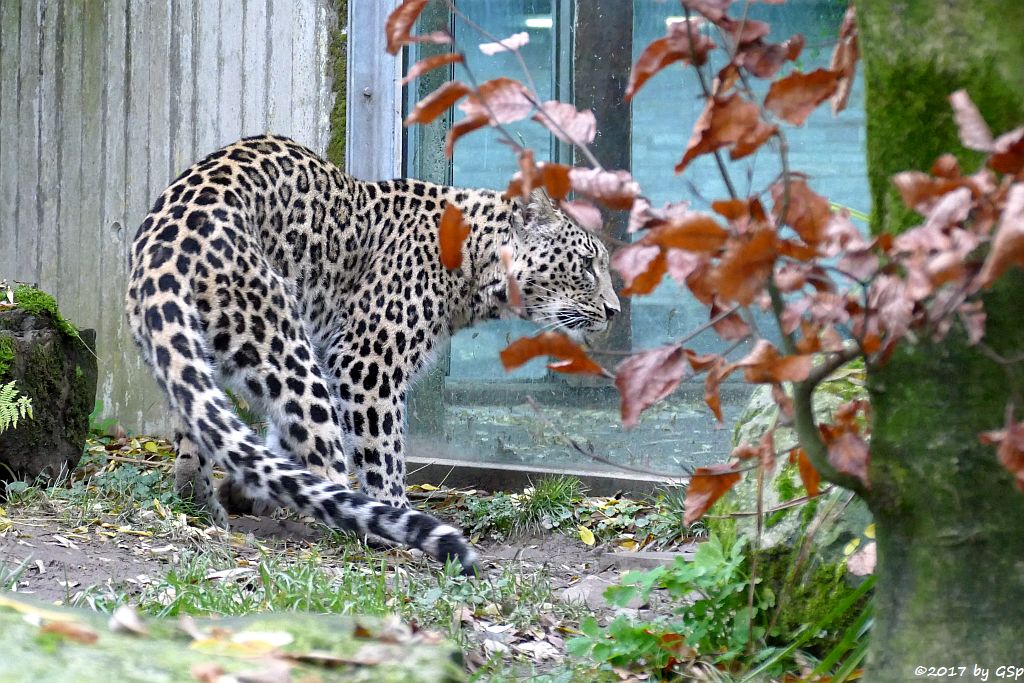 Nordpersischer Leopard (Afghanischer Leopard)