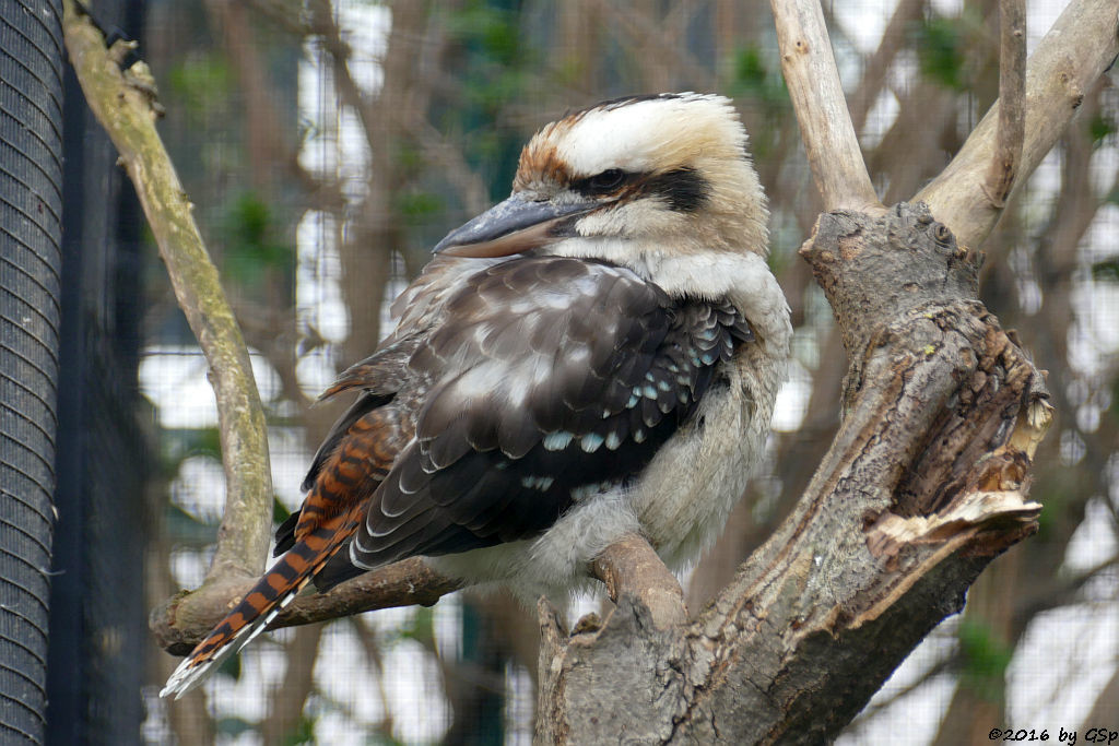 Jägerliest (Lachender Hans, Kookaburra)