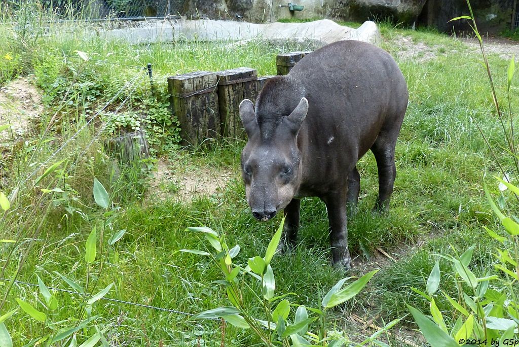 Flachlandtapir