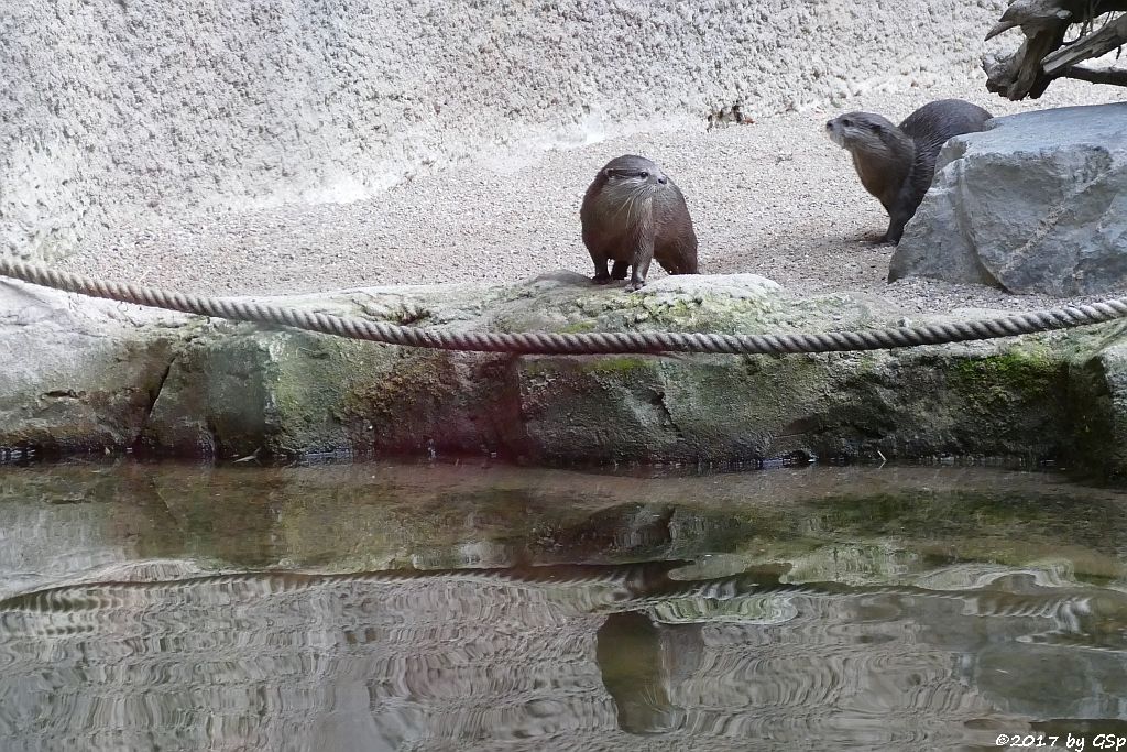 Zwergotter (Kurzkrallenotter)