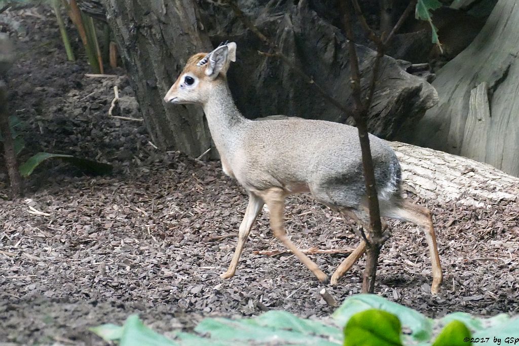 Kirk-Dikdik (Kirk-Rüsseldikdik, Kirks Zwergrüsseldikdik)