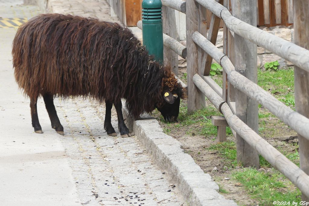 Zoo Halle: Krainer Steinschaf (Bovec-Schaf)