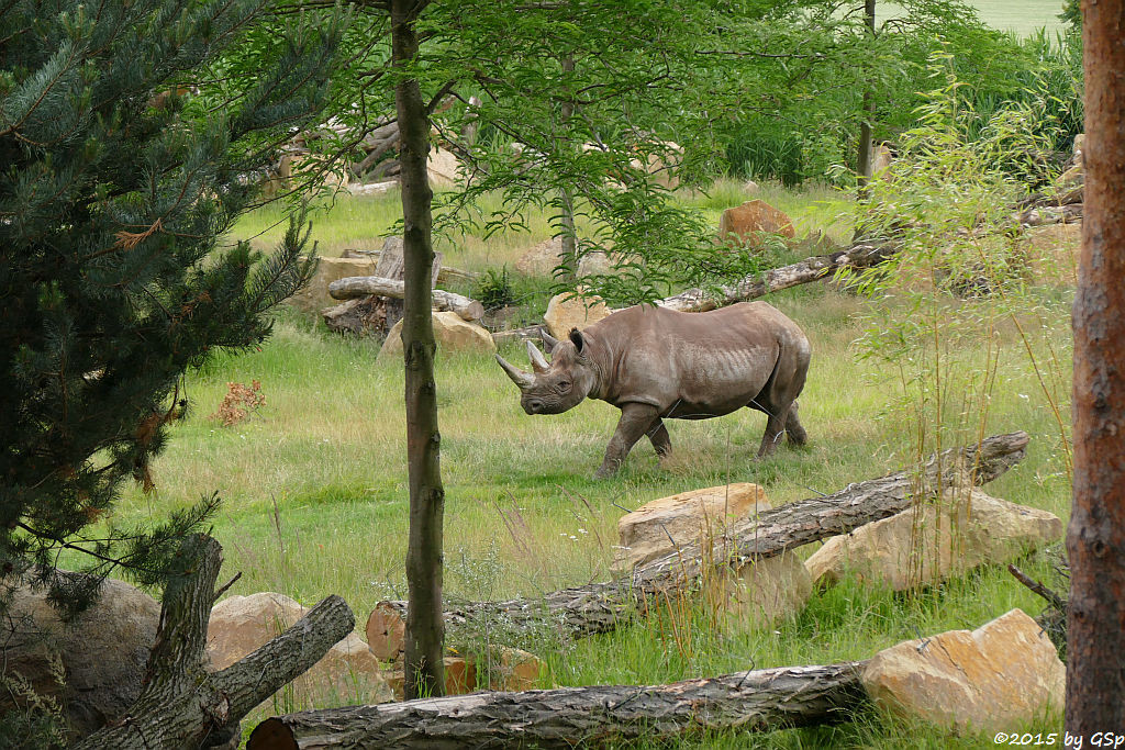 Spitzmaulnashorn