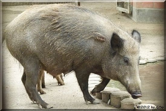 Wildschwein