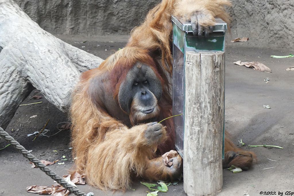 Sumatra Orang-Utan