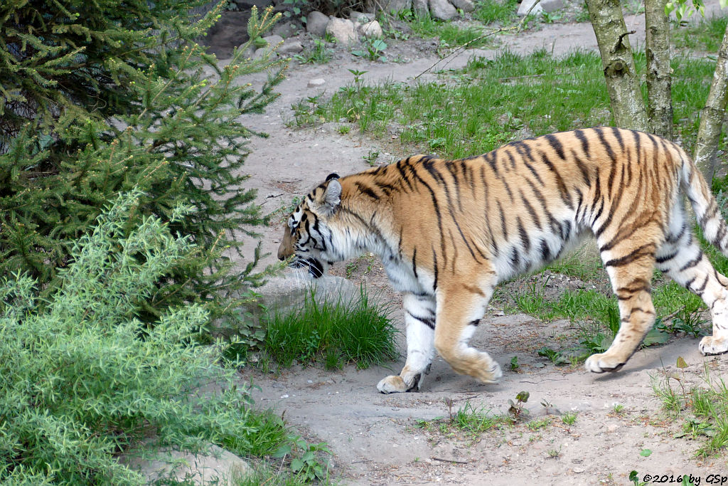 Sibirische Tigerin MARUSCHKA