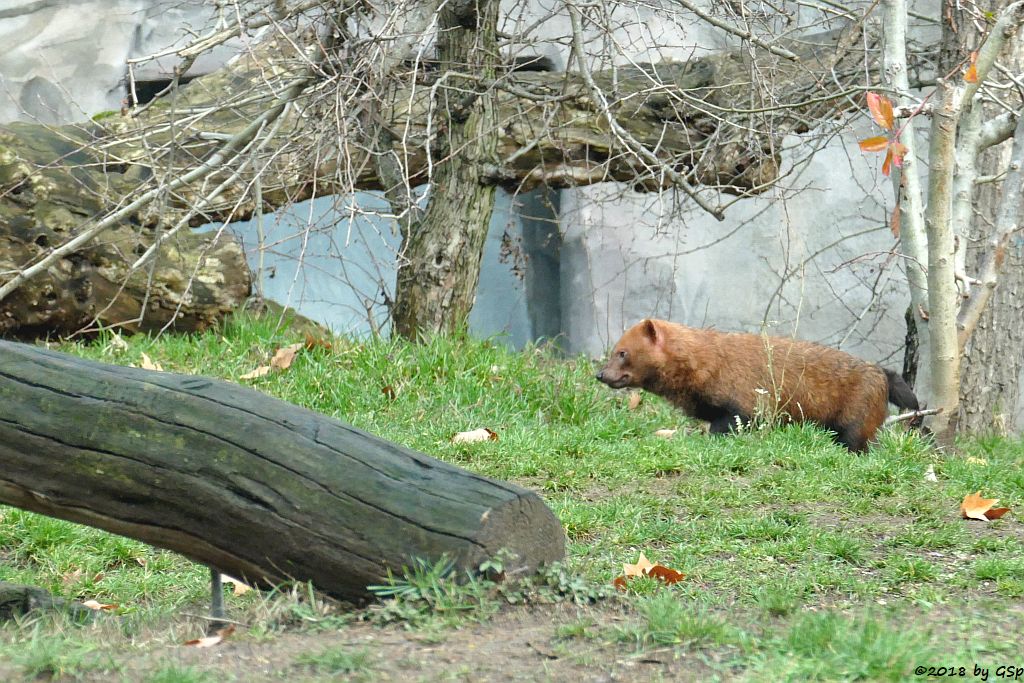 Waldhund (Buschhund)