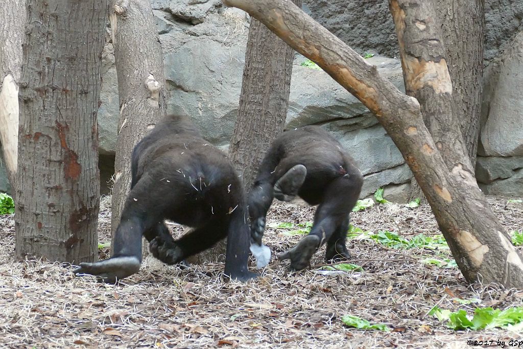 Flachlandgorilla QUEMBO und SAWA