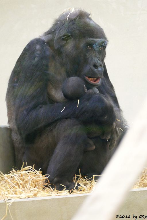 Flachlandgorilla TUANA mit Jungtier, geb. 11.1.18 (2 Wochen alt)