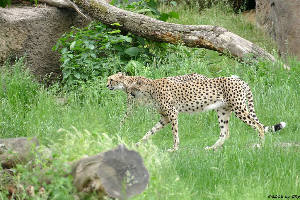 Südafrikanischer Gepard