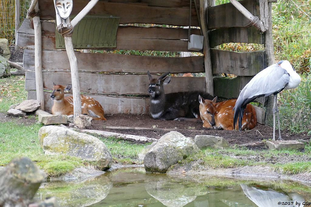 Westliche Sitatunga, Klunkerkranich