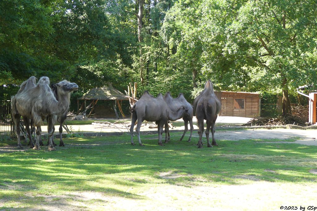 Trampeltier (Zweihöckriges Kamel, Hauskamel)