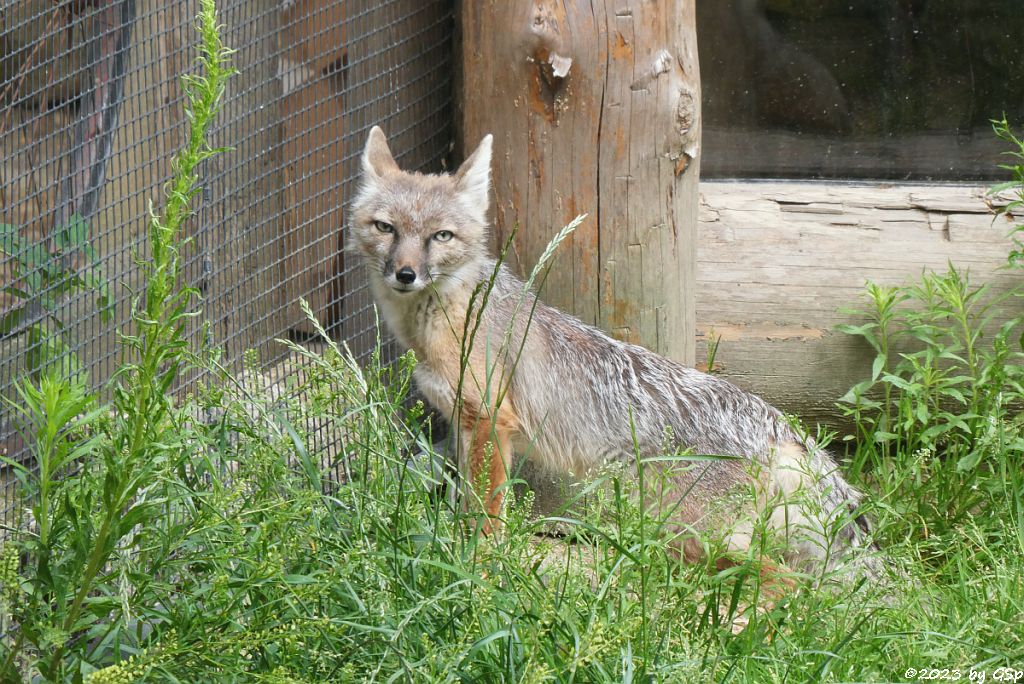 Korsak (Steppenfuchs)