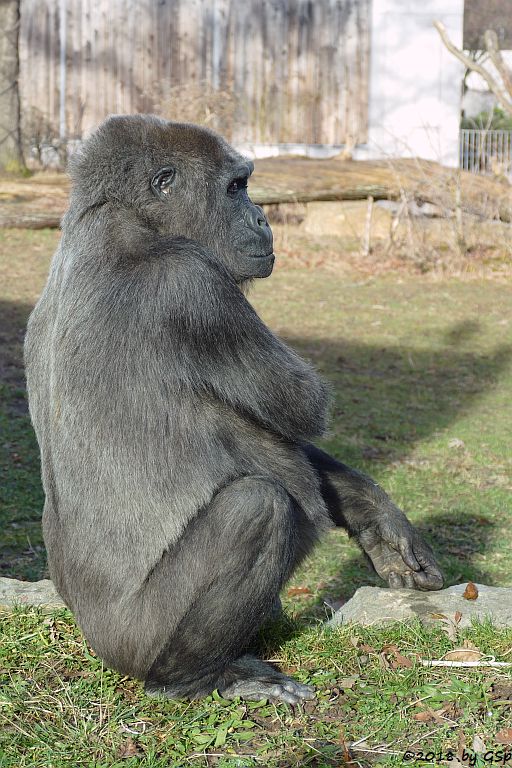 Flachlandgorilla