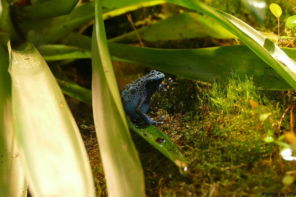 Blauer Baumsteiger (Azurblauer Pfeilgiftfrosch)